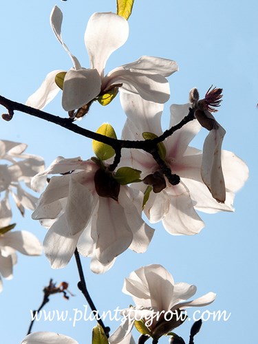 Merrill Magnolia (Magnolia x loebneri)
